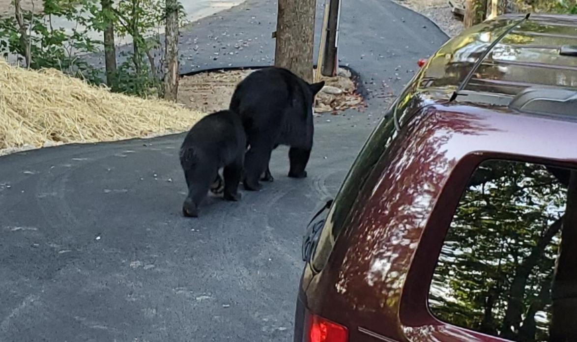 Willa Can'T "Bear" To Leave Sevierville Zewnętrze zdjęcie